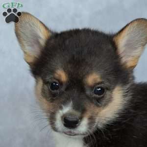 Kacey, Pembroke Welsh Corgi Puppy